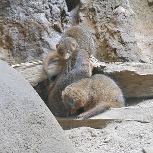 Bronx Zoo- Carter Giraffe Building- Common Dwarf Mongooses