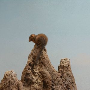 Bronx Zoo- Carter Giraffe Building- Common Dwarf Mongoose On The Lookout