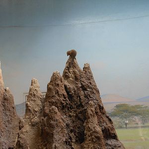 Bronx Zoo- Carter Giraffe Building- Common Dwarf Mongoose