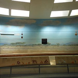 Bronx Zoo- Carter Giraffe Building- Giraffe Yard