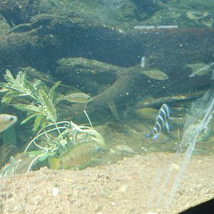 Bronx Zoo- Congo Gorilla Forest- Various Fish Species in Goose Exhibit