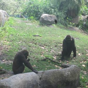 Myombe Reserve- Gorillas
