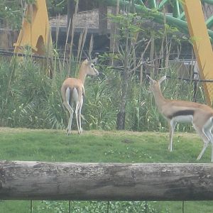 Serengeti Plain- Thomson's Gazelles