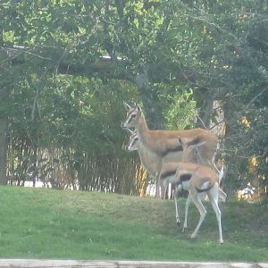 Serengeti Plain- Thomson's Gazelle