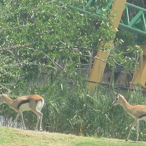 Serengeti Plain- Thomson's Gazelle