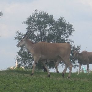 Serengeti Plain- Common Eland