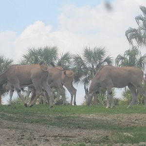 Serengeti Plain- Common Eland