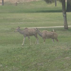 Serengeti Plain- Greater Kudu
