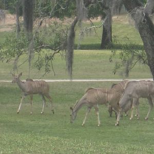 Serengeti Plain- Greater Kudu