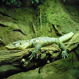 Bronx Zoo- Congo Gorilla Forest- Ornate Nile Monitor