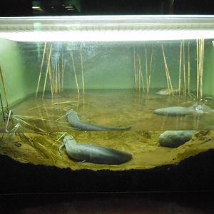Bronx Zoo- Congo Gorilla Forest- African Lungfish Exhibit