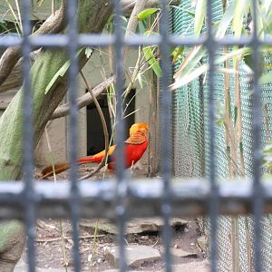 Bronx Zoo- Pheasant Aviaries- Golden Pheasant
