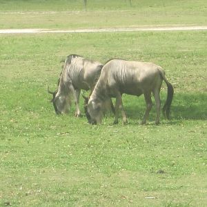 Serengeti Plain- Wildebeest
