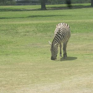 Serengeti Plain- Grant's Zebra