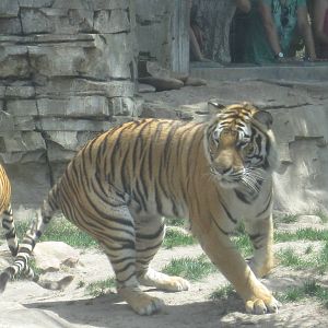 Jungala- Bengal Tigers Rotating