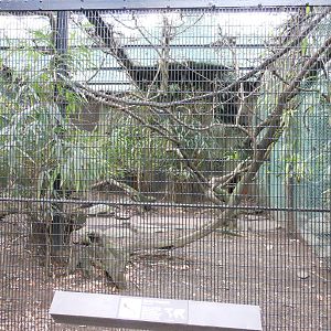 Bronx Zoo- Pheasant Aviaries- Golden Pheasant Exhibit