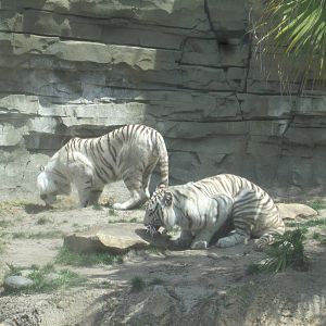 Jungala- Laney and King