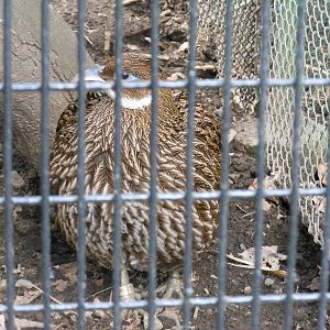Bronx Zoo- Pheasant Aviaries- Female Himalayan Monal Profile