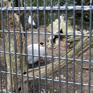 Bronx Zoo- Pheasant Aviaries- White-eared Pheasants