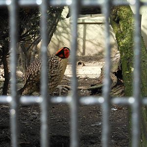 Bronx Zoo- Pheasant Aviaries- Cabot's Tragopan