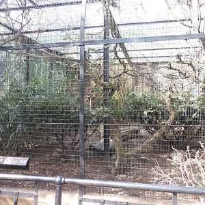 Bronx Zoo- Pheasant Aviaries- White-eared Pheasant/Cabot's Tragopan Exhibit