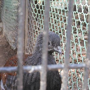 Bronx Zoo- Pheasant Aviaries- Mountain-peacock Pheasant