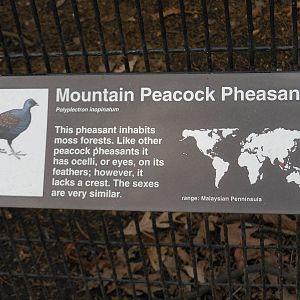 Bronx Zoo- Pheasant Aviaries- Mountain-peacock Pheasant Signage