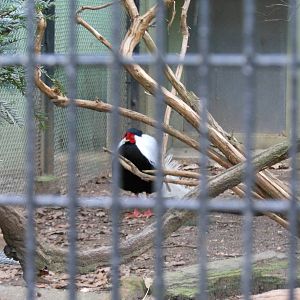 Bronx Zoo- Pheasant Aviaries- Silver Phesant