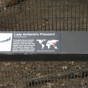 Bronx Zoo- Pheasant Aviaries- Lady Amherst's Pheasant Signage