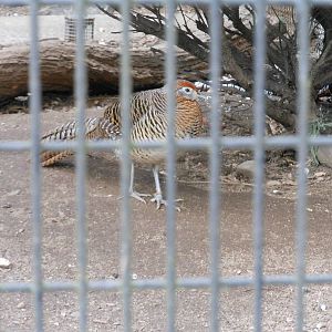 Bronx Zoo- Pheasant Aviaries- Female Lady Amherst's Pheasant