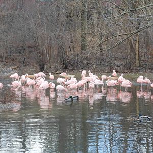 Bronx Zoo- Dancing Crane Cafe- Chilean Flamingo Flock and Mallards