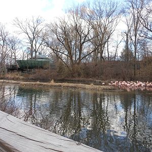 Bronx Zoo- Dancing Crane Cafe- Chilean Flamingo Exhibit