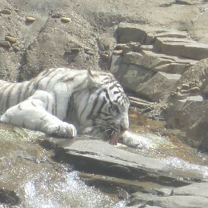 Jungala- Tiger Cooling Off