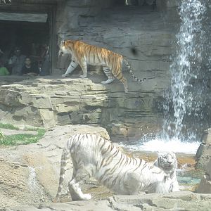 Jungala- Bengal Tigers