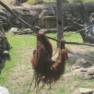 Jungala- Bornean Orangutan