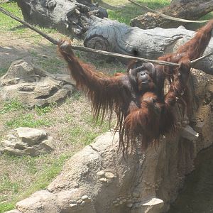 Jungala- Bornean Orangutan