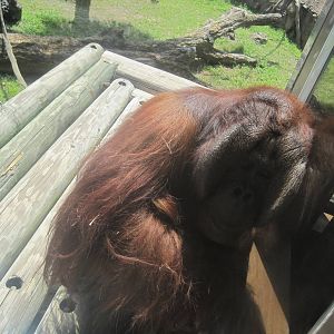 Jungala- Bornean Orangutan