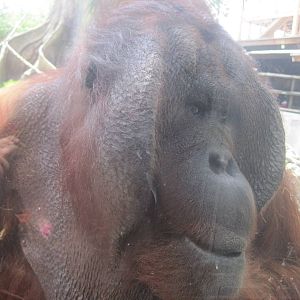 Jungala- Bornean Orangutan Up Close
