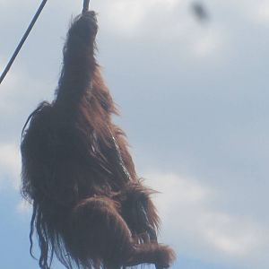 Jungala- Orangutan