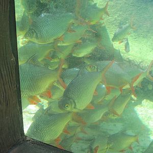 Jungala- Tinfoil Barbs