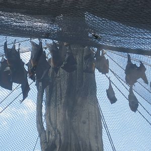 Jungala- Flying Foxes