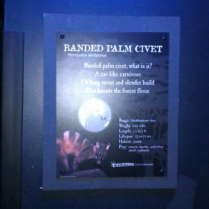 Banded palm civet sign at cincinnati zoo in Night Hunters