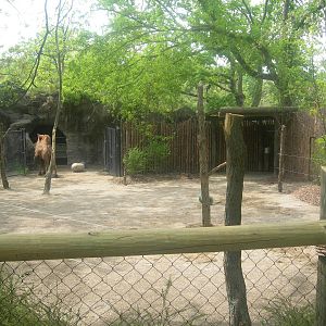 New bactrian camel yard