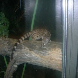 Large spotted Genet