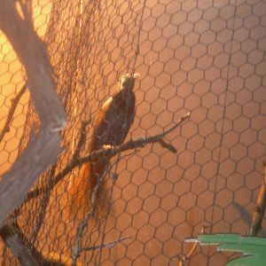 Raggiana Bird-Of-Paradise