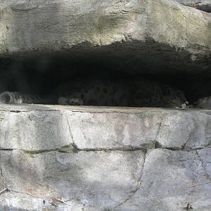 snow leopard sleeping under rock