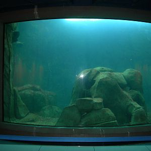 underwater viewing for Northern Sea Otter