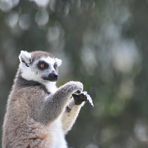 Ring-tailed lemur/ Lemur catta