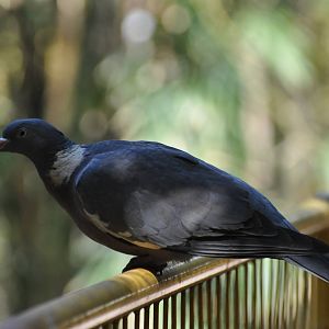 Wood pigeon/ Columba palumbus