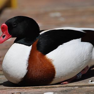 Common shelduck/ Tadorna tadorna